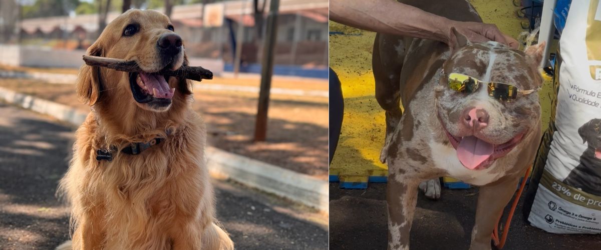Feira pet   - 1