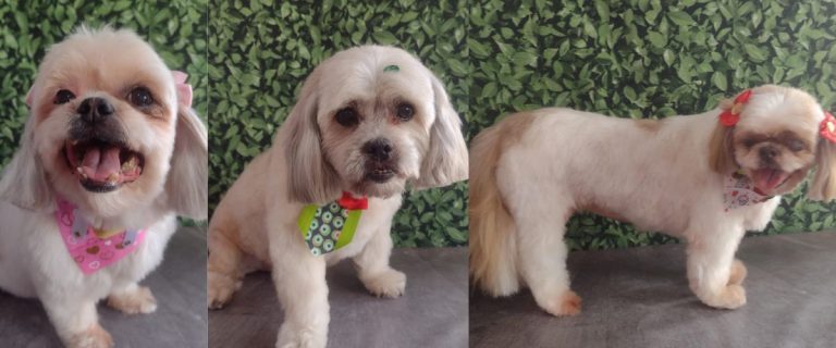 Cachorros pet shop morrem - 1