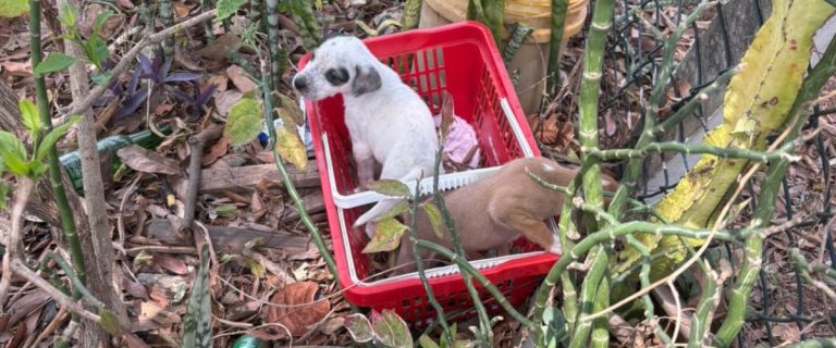 Cachorro abandonado  - 1