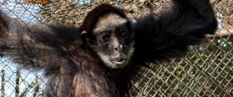 macaco