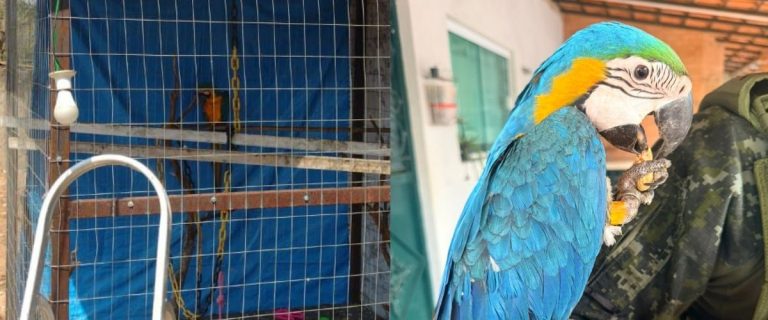 arara (2)