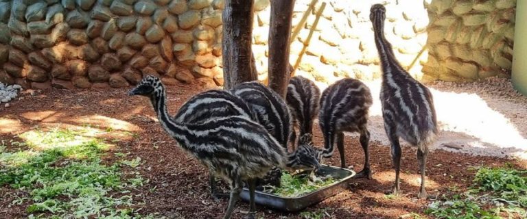 emu (1)