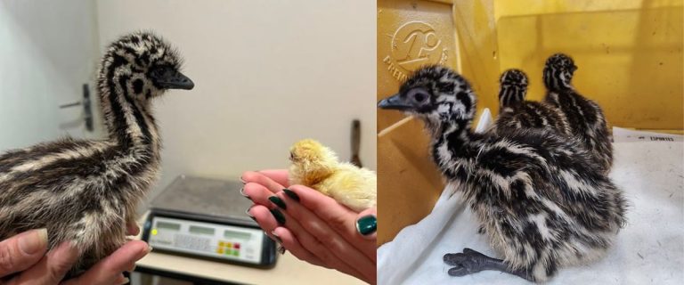 emu zoo americana