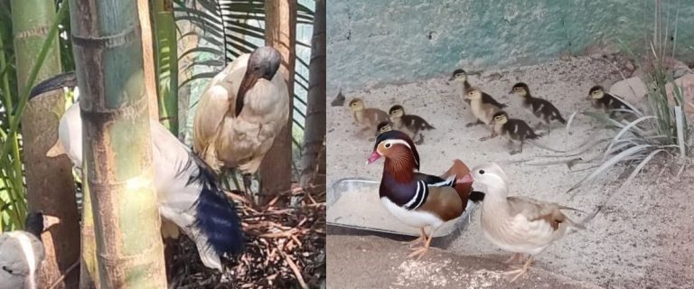 zoo americana (4)